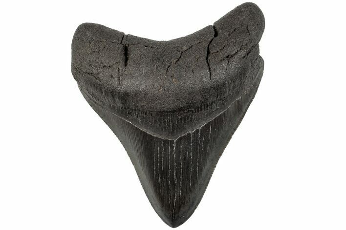 Serrated, Fossil Megalodon Tooth - South Carolina #202288